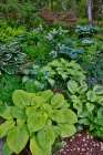USA, Washington State, Sammamish. Growing hosta in garden Art Print